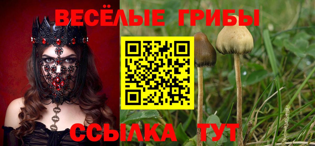 Курчатов  Псилоцибиновые грибы Cubensis  Вход с VPN 